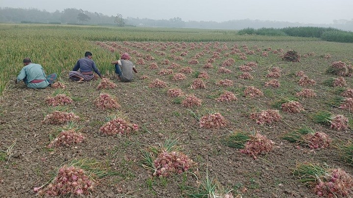 পেঁয়াজের বাম্পার ফলনে কৃষকের মুখে হাসি